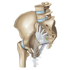 Крестцовое сплетение (трансягодичный доступ)