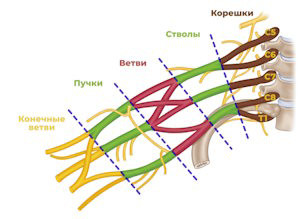 1.1.1. Подключичная блокада. Руководство по технике выполнения под УЗИ-контролем
